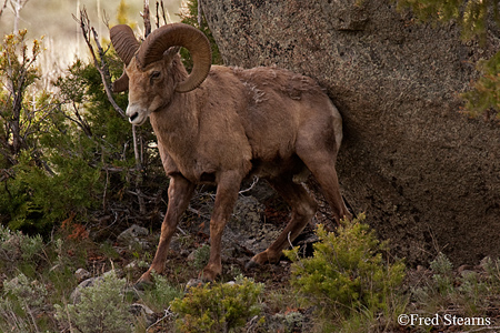 Yellowstone National Park Big Horn Ram